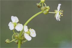 Limnophyton obtusifolium